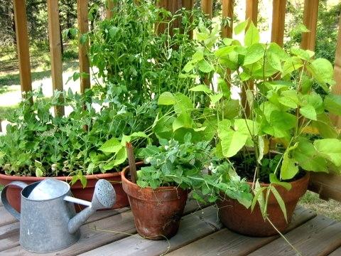 Bazele grădinăritului